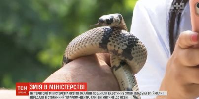 У Міністерство освіти України заповзла змія