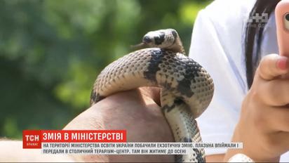 У Міністерство освіти України заповзла змія