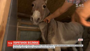 Віслюка забрали у господаря, який жорстоко експлуатував його на пляжі
