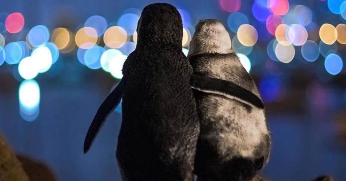 Обнимаются и любуются видом: фото с двумя овдовевшими пингвинами растрогало мир и получило международную премию