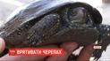 Винницкие волонтеры спасли черепах из замерзшего искусственного озера