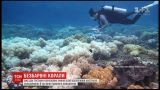 В Австралии Большой Барьерный риф оказался под угрозой исчезновения