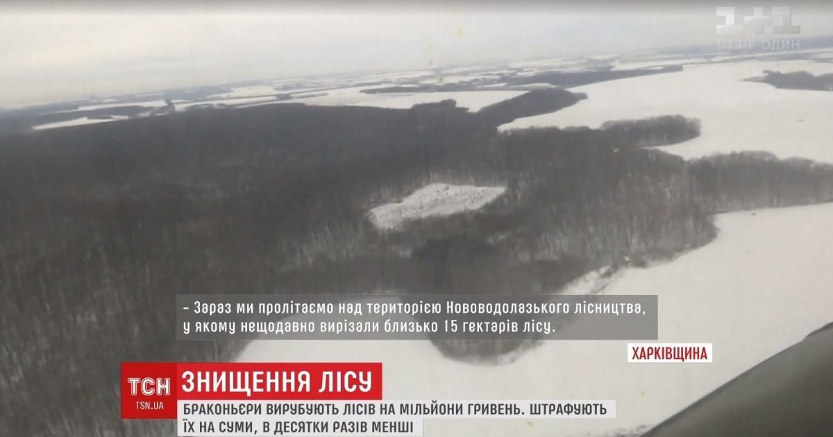На Харьковщине просят приравнять вырубку леса к терроризму