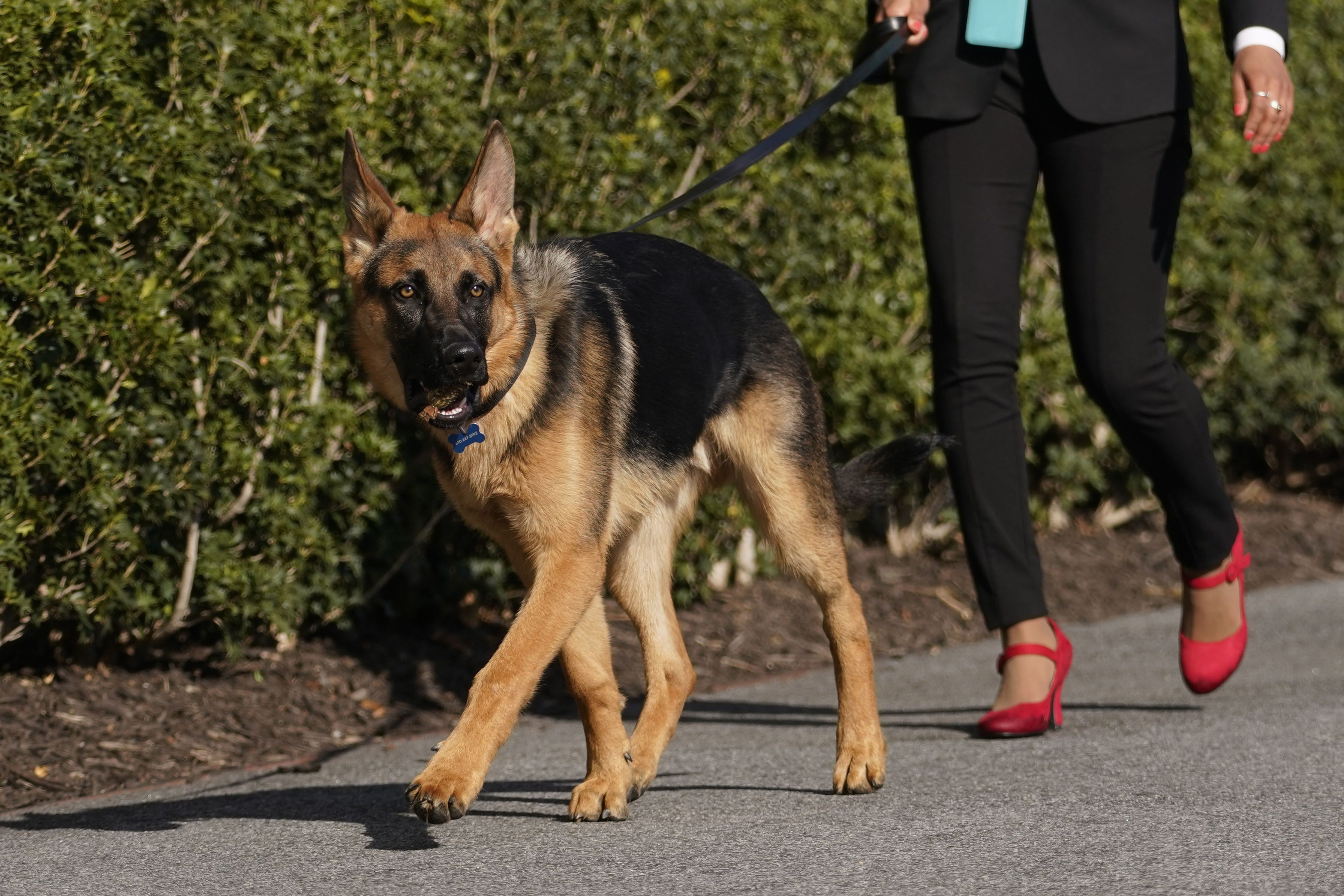 Немецкая овчарка / © Associated Press