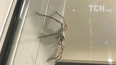 Гігантський павук у США_2 / © dailymail.co.uk