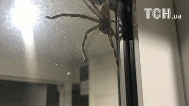 Гігантський павук у США_1 / © dailymail.co.uk