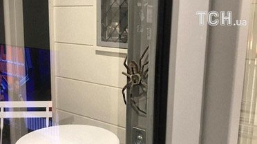 Гігантський павук у США_3 / © dailymail.co.uk