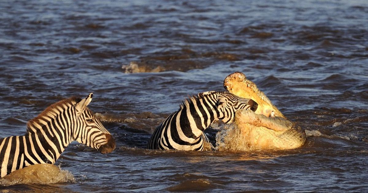 Фотограф сделал потрясающие кадры атаки крокодилов / © dailymail.co.uk