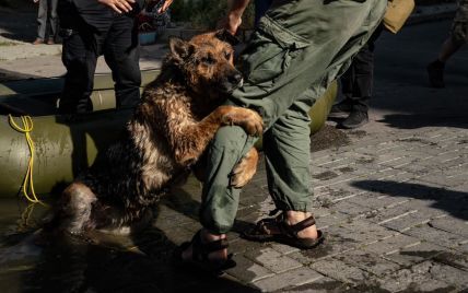 Героїчній собаці з Херсонщини, чиї фото облетіли весь світ, шукають новий дім