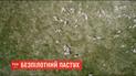 В Австралии разработали дроны, которые с неба будут следить за овцами