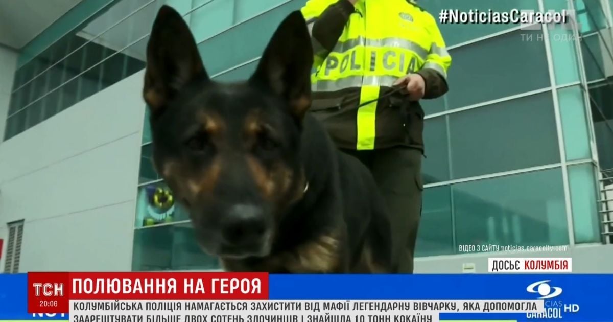 Наркобарон у Колумбії оголосив винагороду 70 тисяч доларів за голову собаки