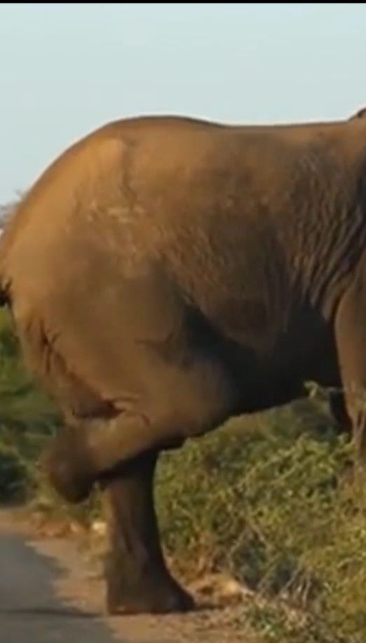 В ЮАР фотографам удалось заснять, как слон устроил зарядку перед крутым подъемом