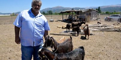 Турецкий клуб продал 18 футболистов и купил 10 коз, чтобы отбить деньги на молоке