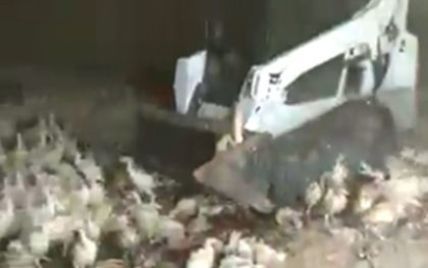 В России на ферме жестоко подавили индюков бульдозером