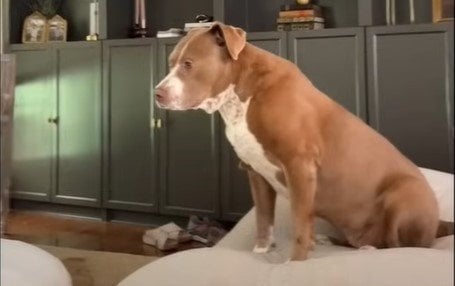 / © скриншот з відео