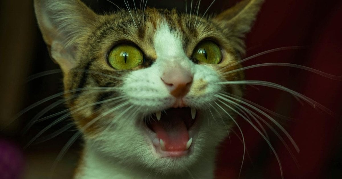 Чому кіт нявкає вночі