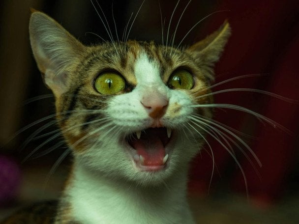 Весняне прибирання загрожує домашнім улюбленцям: як уникнути отруєнь та болісних опіків