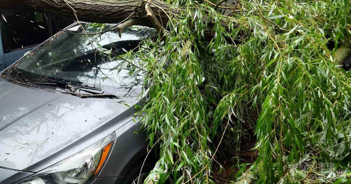 У Києві велика верба впала одразу на чотири автівки