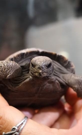 Дитинча “матусі“ / © Philadelphia Zoo