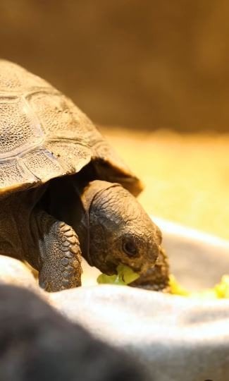 Черепашеня / © Philadelphia Zoo