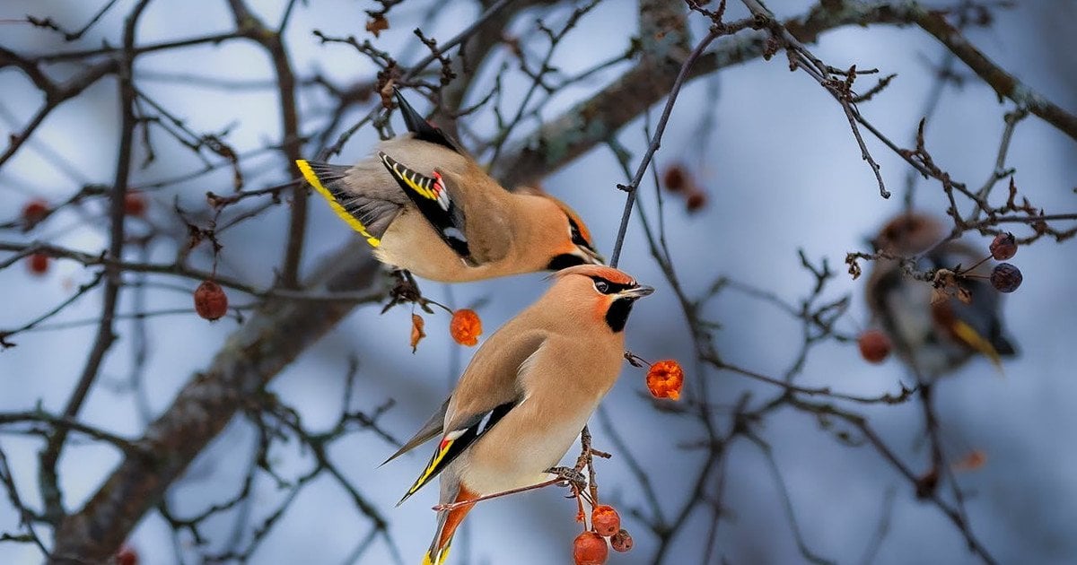 Який сьогодні, 23 лютого, день ангела