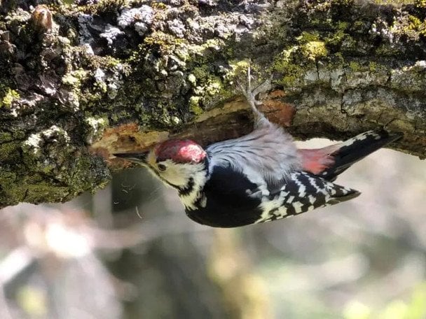 Дятел белоспинный. Фото: Государственная экологическая инспекция в Черниговской области