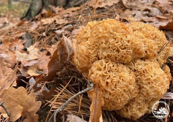 Sparassis crispa. / © Чорнобильський радіаційно-екологічний біосферний заповідник