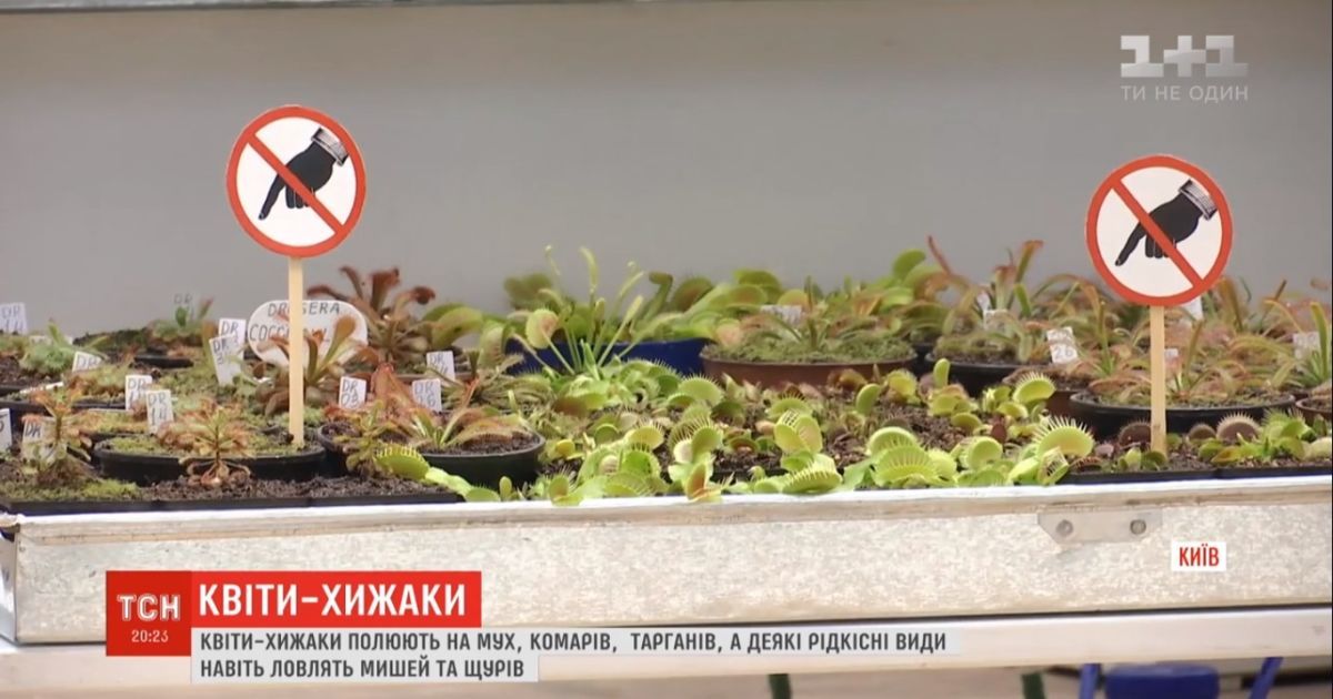 Киевлянка собрала наибольшую в Украине коллекцию цветов-хищников, что охотятся на мух и тараканов