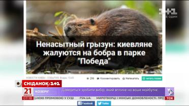Зубатий вандал: у Києві орудує бобер, що знищує зелені насадження