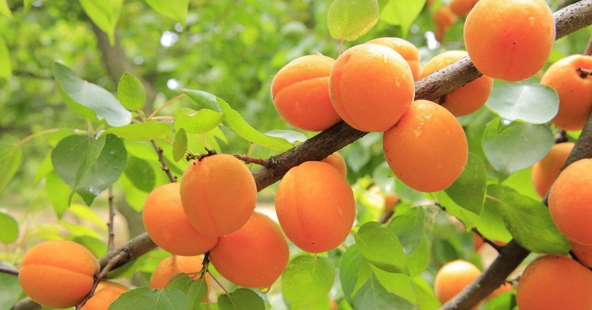 Абрикосы