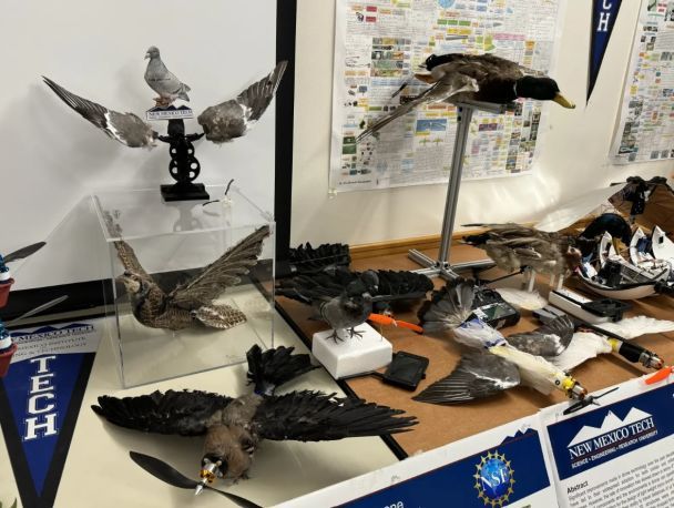 Зомби-дроны из тел мертвых птиц / Фото: New Mexico Tech
