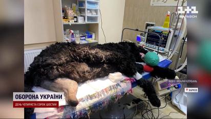 У Харкові поставили протез пораненому собаці