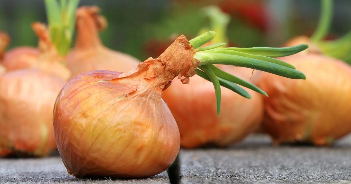 Користь цибулі