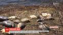 Люди обвиняют свиноферму в массовом море рыбы на Диковском водохранилище