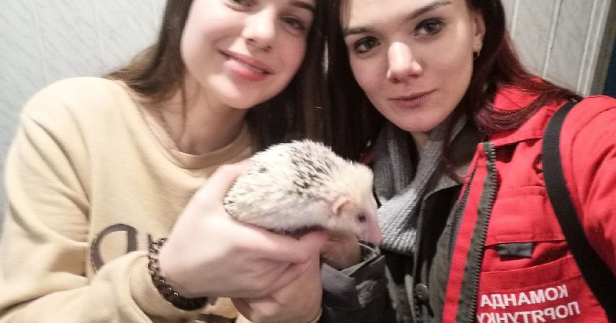 У Києві африканський їжак застряг у розпеченій батареї