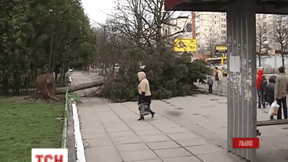 Шквальний вітер цієї ночі на Західній Україні валив дерева і зривав дахи