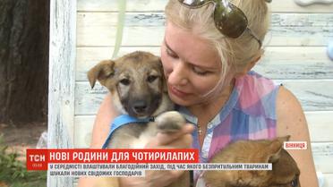 У Вінниці влаштували благодійний захід, аби знайти дім безпритульним тваринам