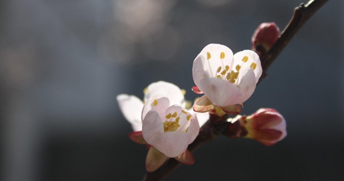 Погодные аномалии: каких фруктов в этом году не будет в Украине из-за морозов