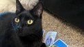 Кот Коул делает прогнозы на картах Таро