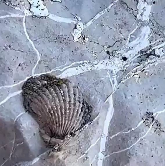 Такі знахідки — це залишки давніх морських днів Фото dailymail