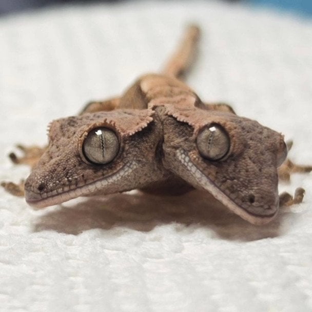 Гекон із двома головами. Фото: Rockstar Geckos / © соцмережі