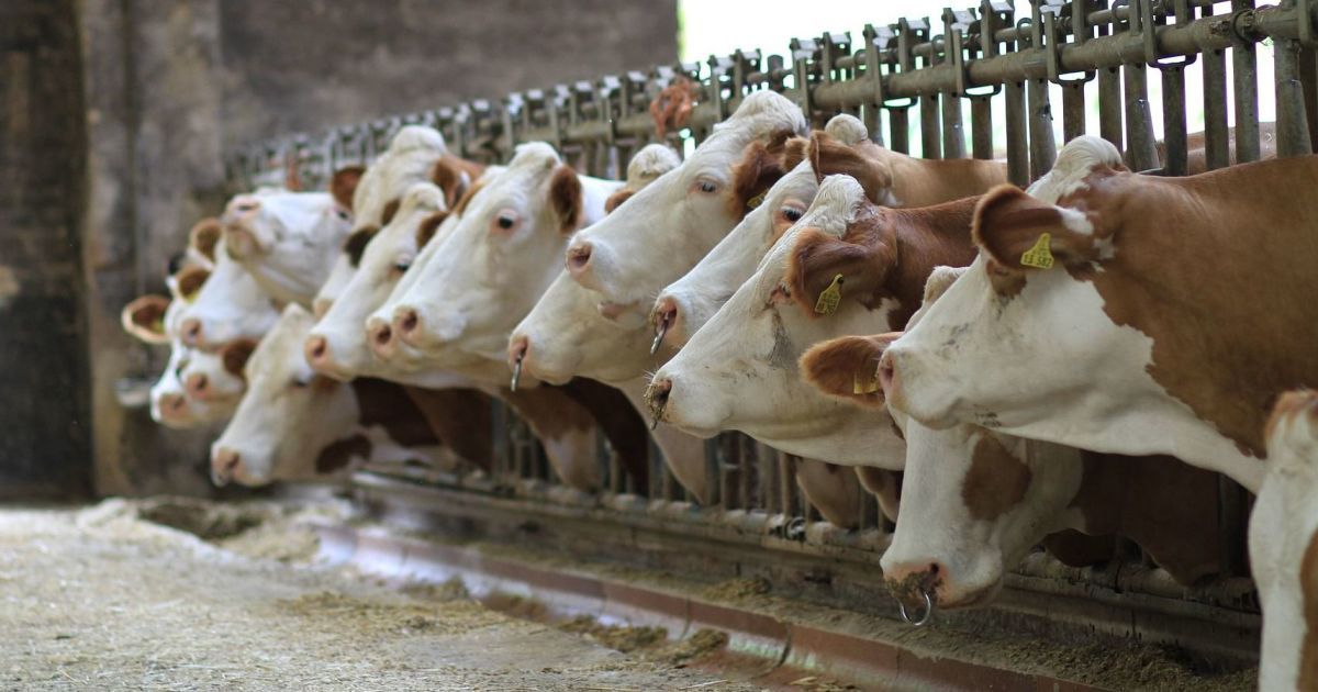 Уряд запропонував посилити державну підтримку молодих фермерів