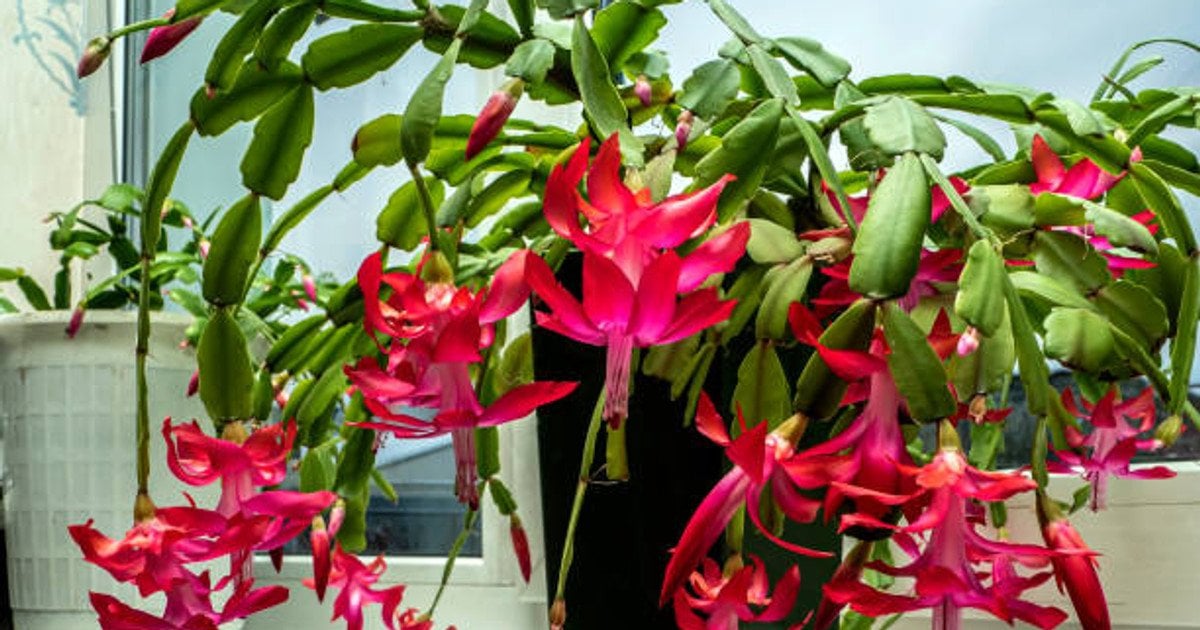 Різдвяник: прикмети та забобони