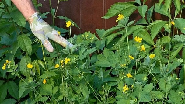 Чому не потрібно знищувати чистотіл: перетворіть його на на потужний інсектицид та добриво
