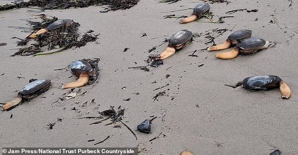 На пляж через шторм викинуло тисячі рідкісних «одноногих» істот (фото)