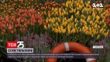 У Нідерландах усім охочим роздавали тюльпани | Новини світу