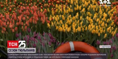 У Нідерландах усім охочим роздавали тюльпани | Новини світу