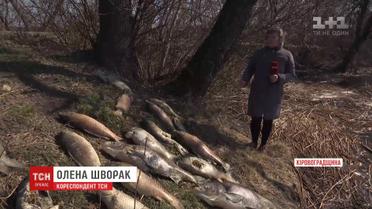Десятки тонн риби вимерли у водосховищі на Кіровоградщині