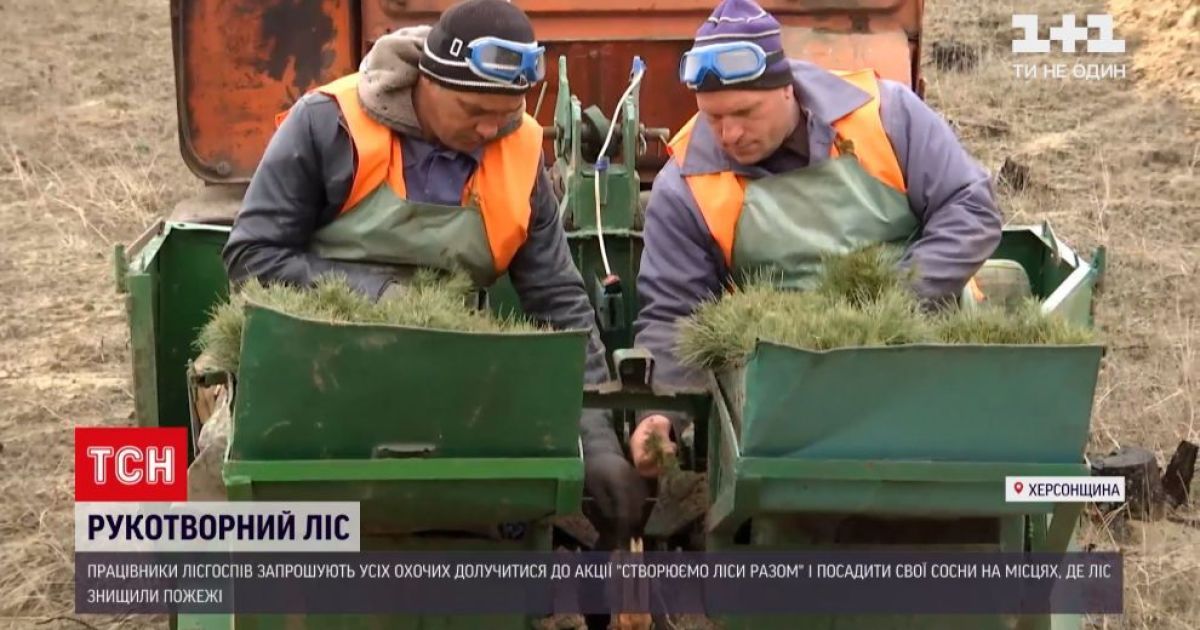 В Олешківських пісках на місці лісових пожеж працівники лісгоспів висаджують сосни