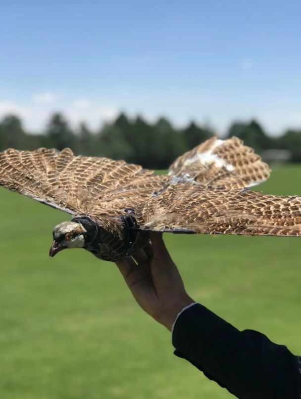 Зомби-дроны из тел мертвых птиц / Фото: New Mexico Tech